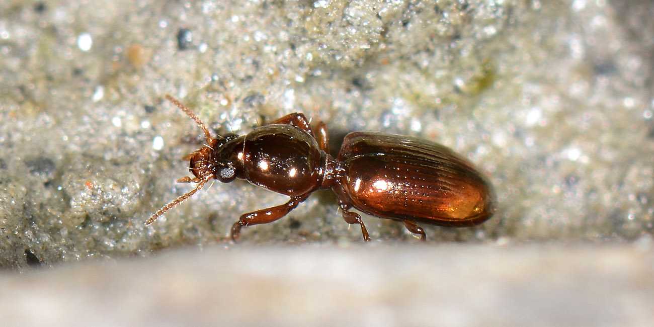 Carabidae: Dyschirius sp., immaturo